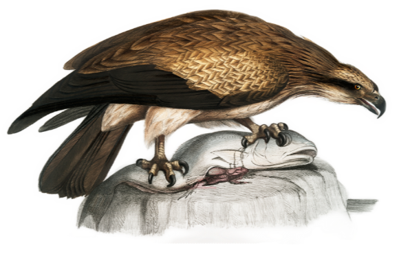Download Plain Fishing Eagle | PNG | - Premium Resources